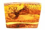 Detailed Fossil Snipe Fly, Ant, and True Midge in Baltic Amber #300718-1